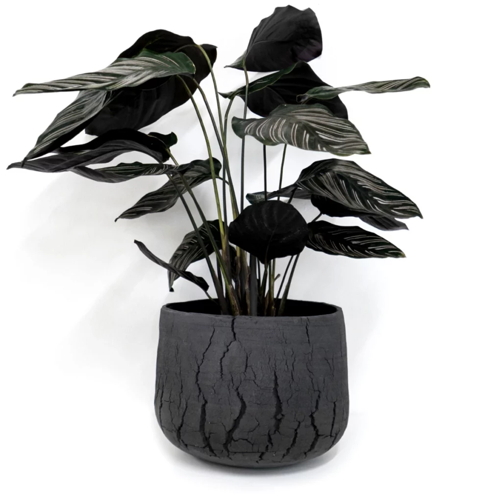 Pflanzgefäß L „Dry Earth" Keramik schwarz rissige Oberfläche bepflanzt handgemacht – Yvette Hoffmann Design